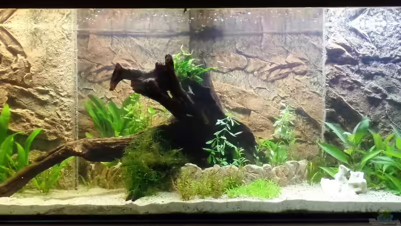 Frontalansicht 15.07.2014 von raubsau (60)