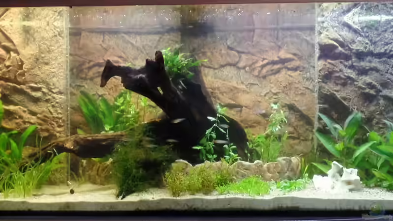 Frontalansicht 17.07.2014 von raubsau (61)