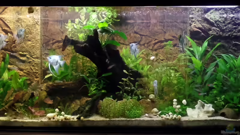 Frontalansicht 17.08.2014 von raubsau (89)