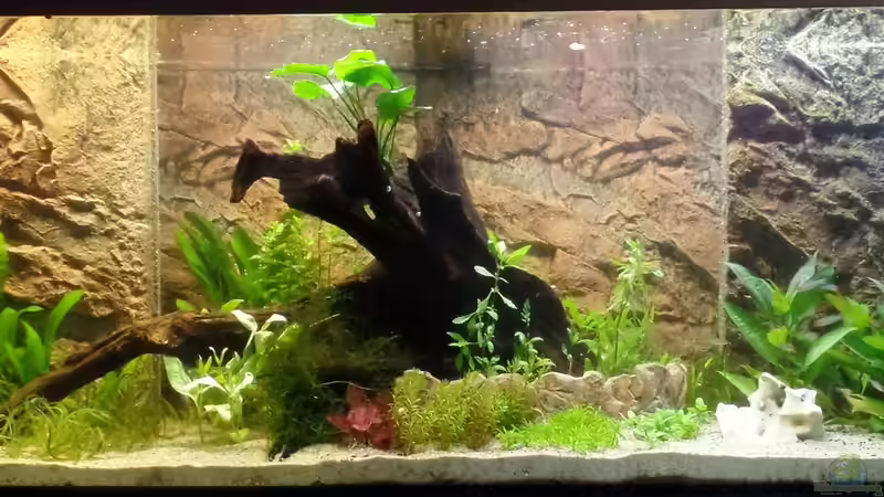 Frontalansicht 19.07.2014 von raubsau (62)