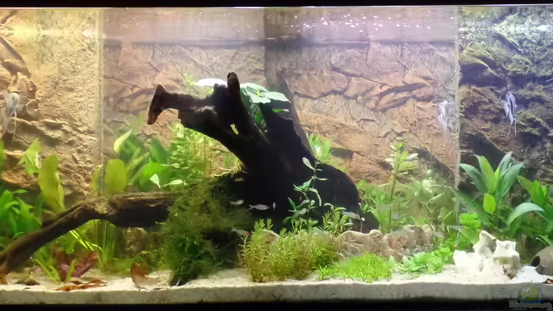 Frontalansicht 22.07.2014 von raubsau (63)