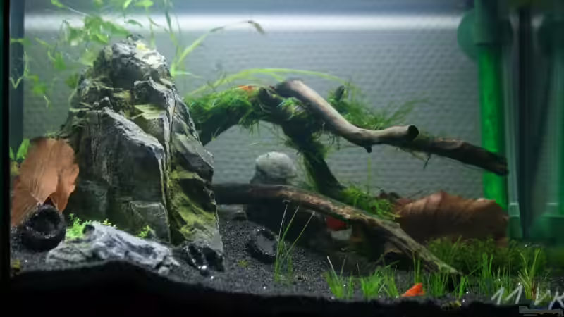 Frontalansicht 23.03.2009 von StefanE.