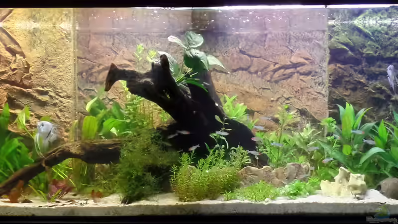 Frontalansicht 26.07.2014 von raubsau (64)