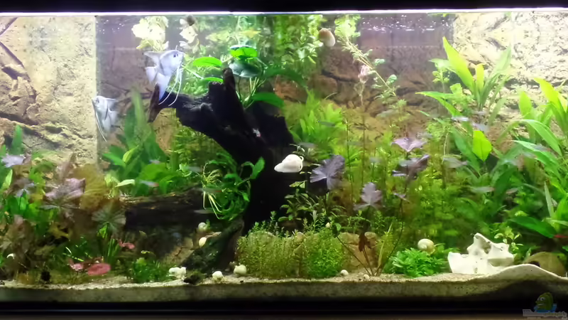 Frontalansicht 31.08.2014 von raubsau (91)