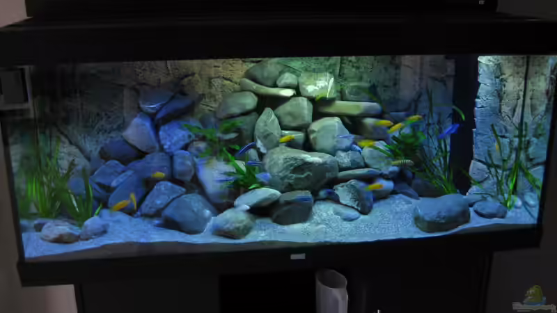 Frontalansicht Aquarium von Tomson (1)