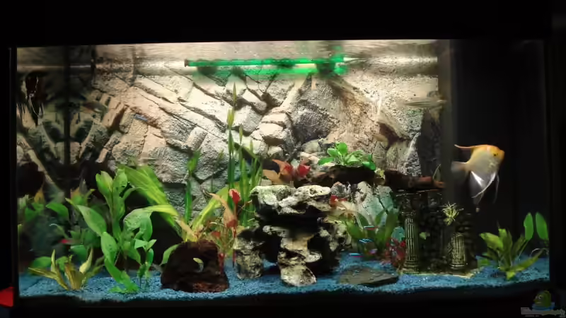 Frontalansicht des Beckens von Fischeblog (2)