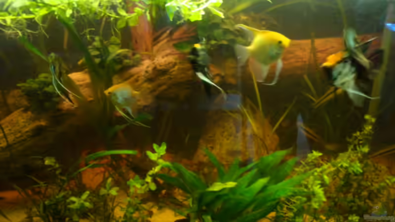 Frontalansicht mit Skalaren von B1gT4nk (2)