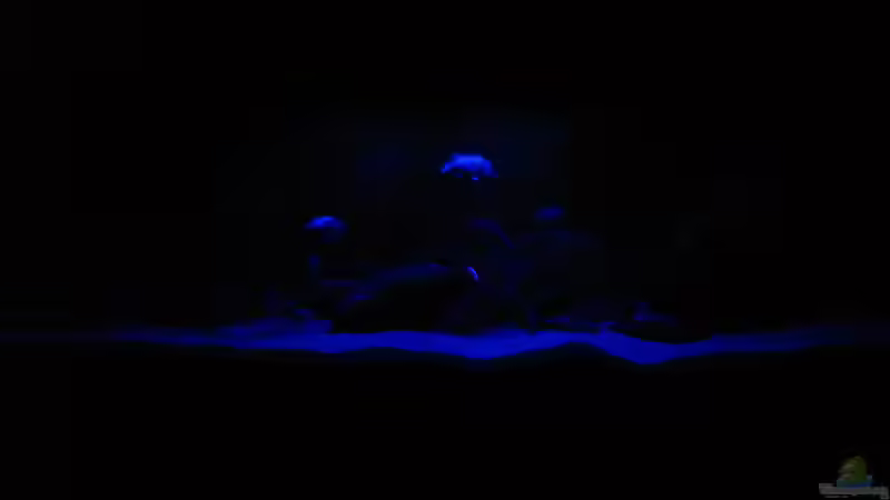 Frontalansicht Mondlichtbeleuchtung von Oeli (45)