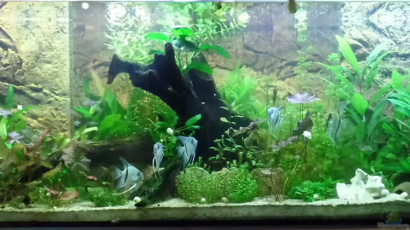 Frontalansicht vom 26.08.2014, Licht 100% für alle Skeptiker. von raubsau (90)