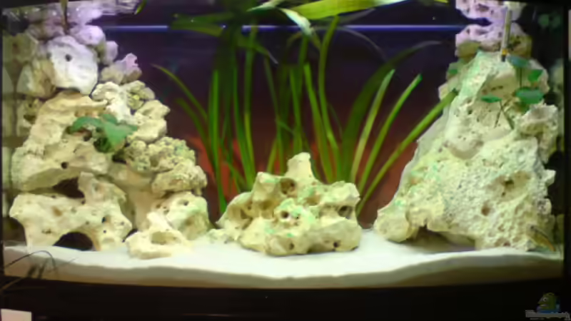 Frontalansicht von Hannes (1)