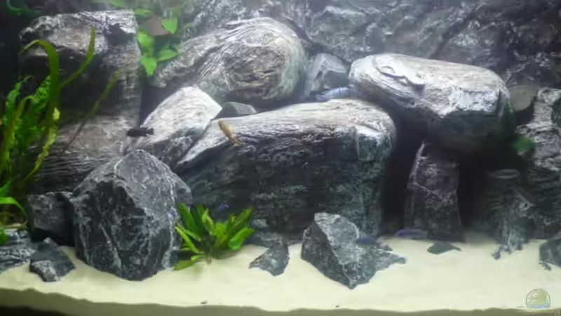 Frontalansicht von Hedylein (2)