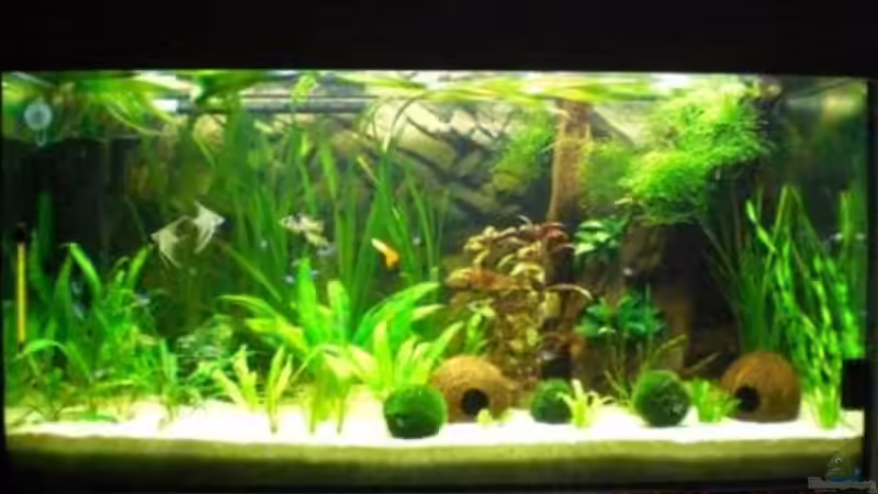 Frontalansicht von Holzi (1)