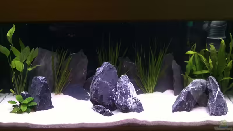 Frontalansicht von Kevin Steinmann (2)