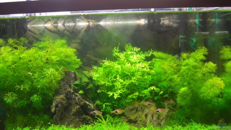 Frontalansicht von Klaus Bachmann (1)