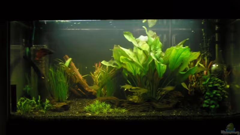 Frontalansicht von Mario Lange (1)