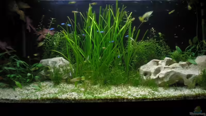 Frontalansicht von Mario Lange (2)