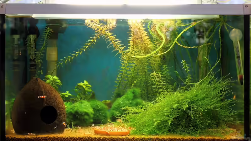 Frontalansicht von Micha (2)