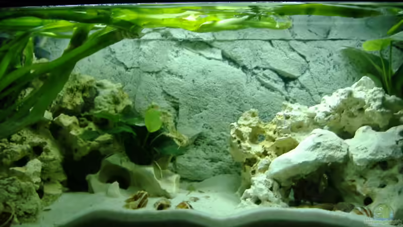 Frontalansicht von Michael Dölle (1)