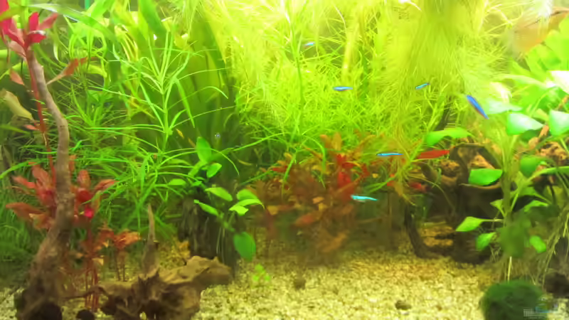 Frontalansicht von Mofafi-Liebhaber (12)