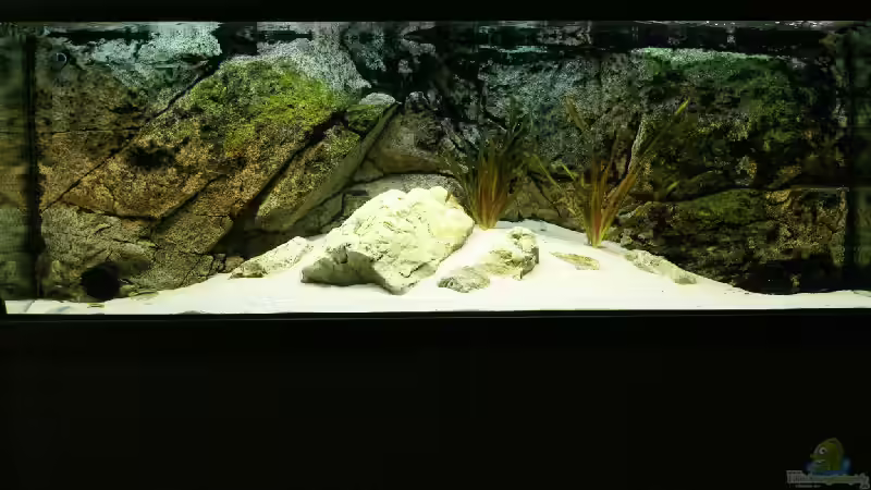 Frontalansicht von phenomenon (1)