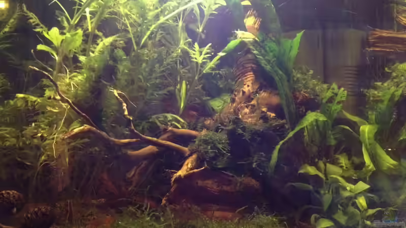 Frontalansicht von Pillemann77 (15)