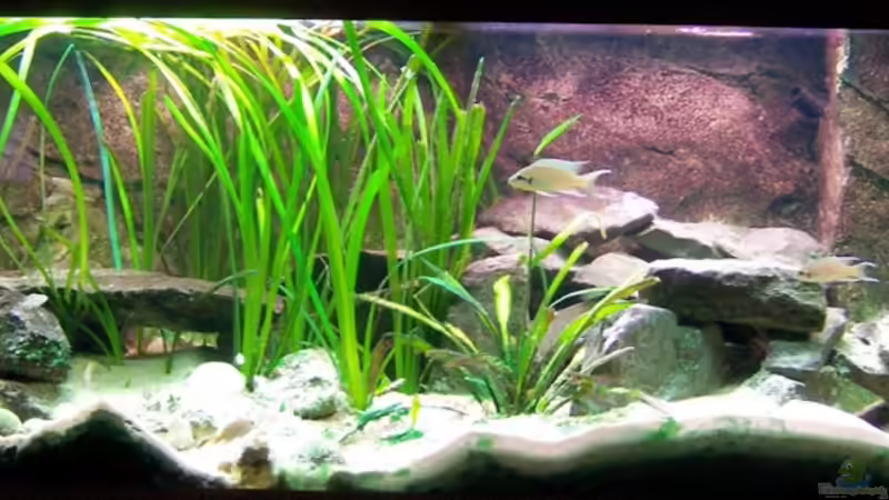 Frontalansicht von Thimo Schneider (2)