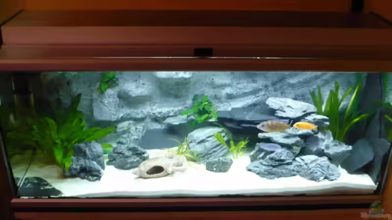 Frontalansicht von tobinord (1)