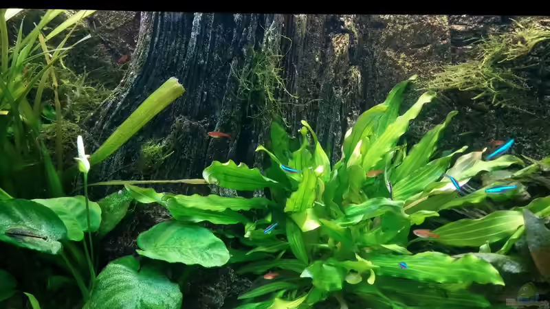 Frontale Aufnahme von MarSchel (3)