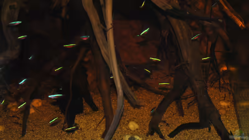 Frontale rechte Seite (Blitz) von Alex S (16)