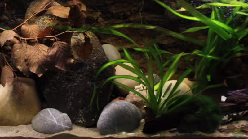 Frontale Sicht in den Tank mit den Notropis von Florian Bandhauer (11)