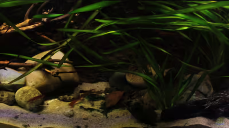 Frontaler Blick von Florian Bandhauer (2)