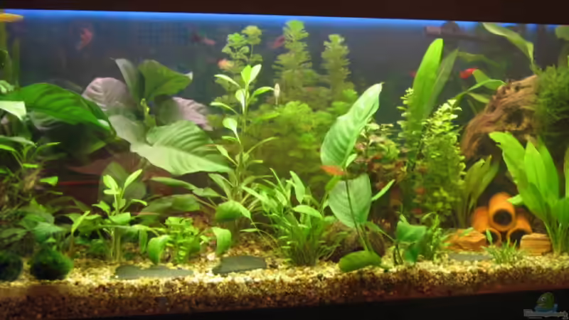 Frontanblick nach ??nderung am 9.3.08 von Ulrike Laarouchi (7)