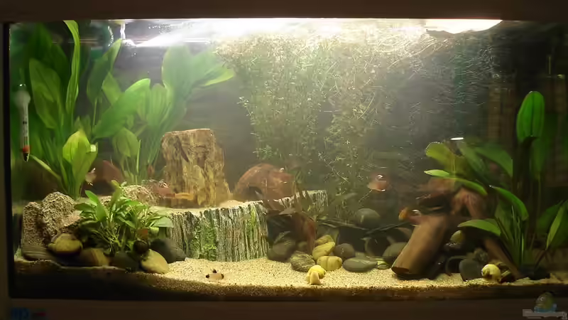 Frontansicht - 07.2011 von *Thorsten* (2)