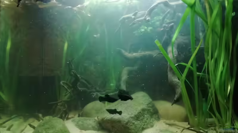 Frontansicht - fertiges Layout von - Stephen - (11)