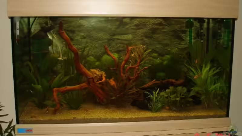 Frontansicht - Mai 2011 von *Thorsten* (9)