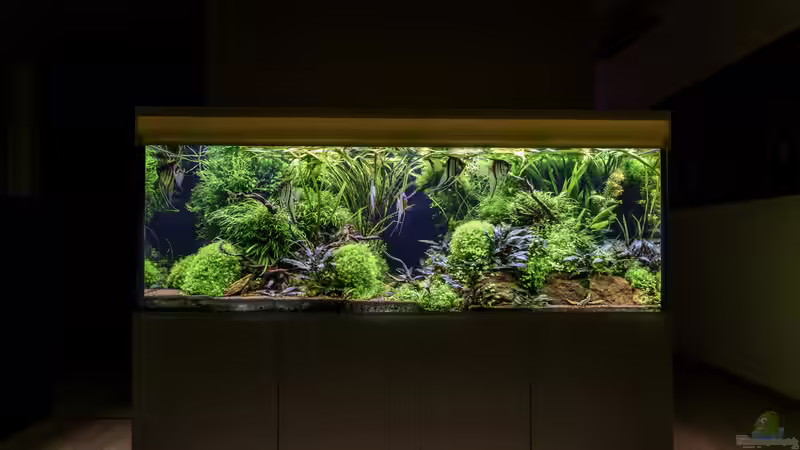 Frontansicht - mit neuer kleiner Wurzel im Vordergrund links von JARB (15)