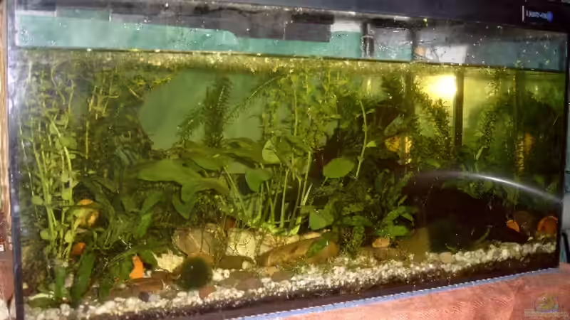 Frontansicht, Bepflanzung hier noch unvollständig (Anfang 2008) von Jenny (12)