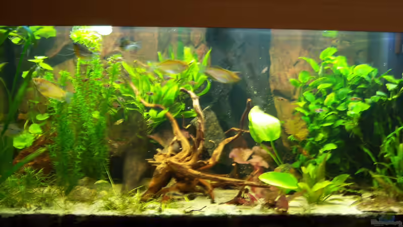 Frontansicht 01.03.2015 von Schratze (33)