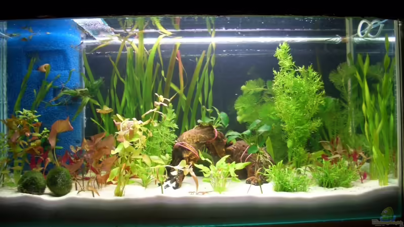 Frontansicht 02.03.07 von Gerd Bunge (1)