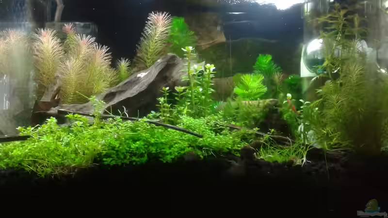 Frontansicht 03.06.16 von Kai M (1)