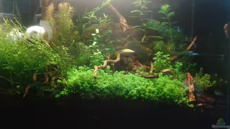 Frontansicht 03.06.16