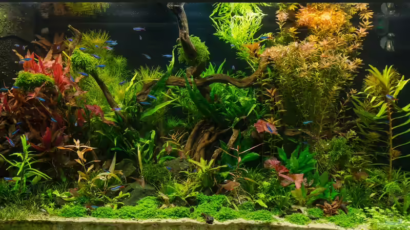 Frontansicht 03.08.15 von Betta Chris (19)