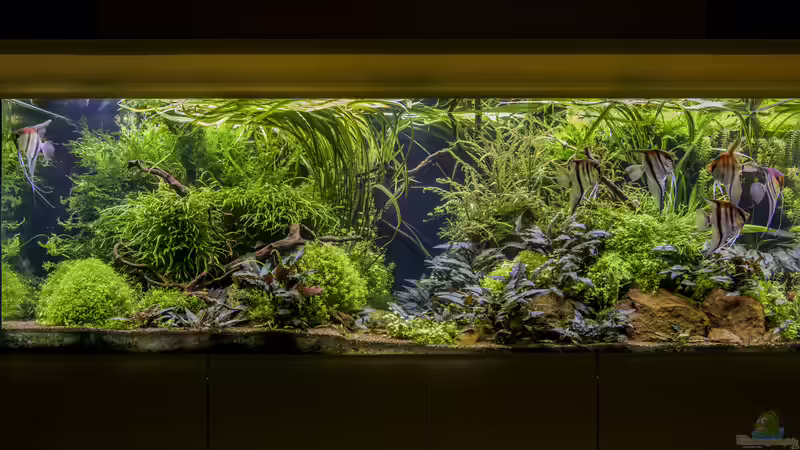 Frontansicht 03-2020 von JARB (18)