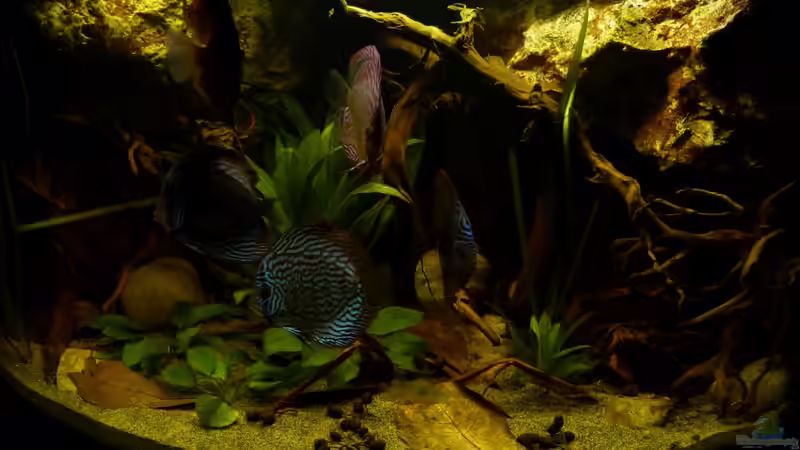 Frontansicht 05.11.12 von ~Marco~ (8)