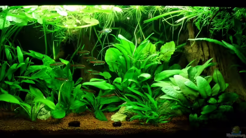 Frontansicht 07.08.11 ( 1x15 Watt ) von ~Marco~ (7)