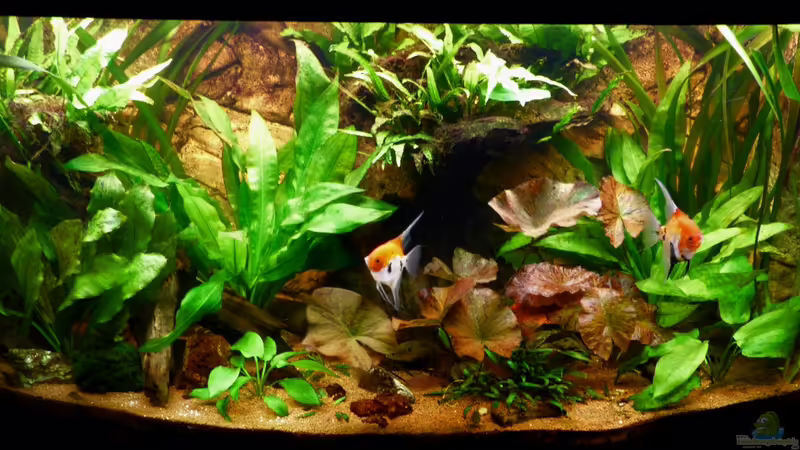 Frontansicht 08.04.12 von nokoeh (13)