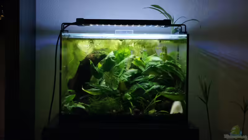 Frontansicht 08.04.19