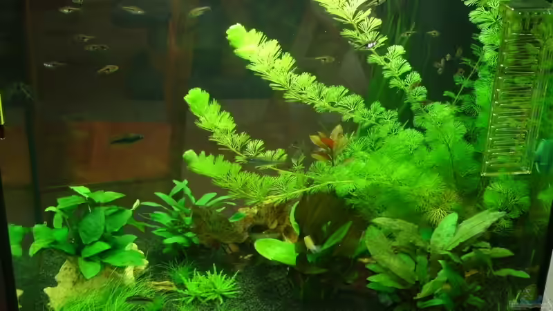 Frontansicht 1 von Nils Blümle (2)