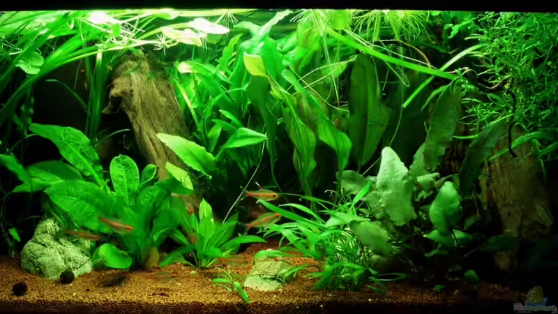 Frontansicht 12.11.11 ( 1x15 Watt ) von ~Marco~ (10)