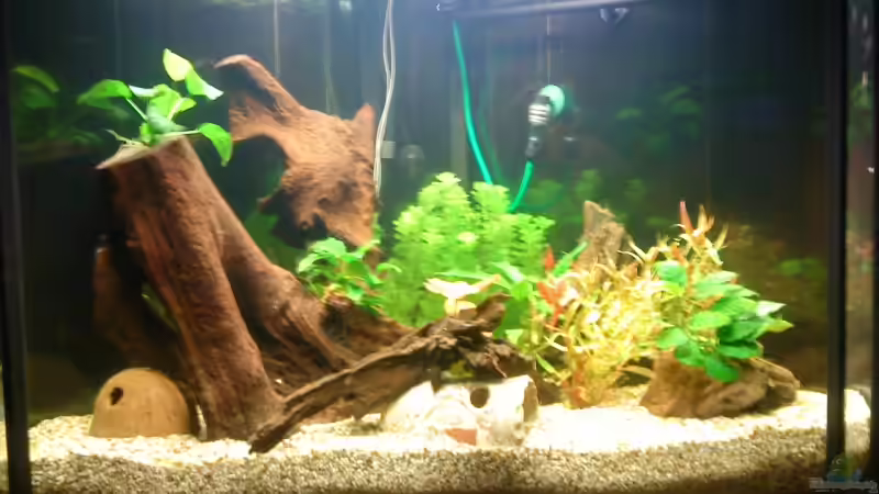 Frontansicht 12.12.  3 Tage nach der Ersteinrichtung von Marcus Roth (2)